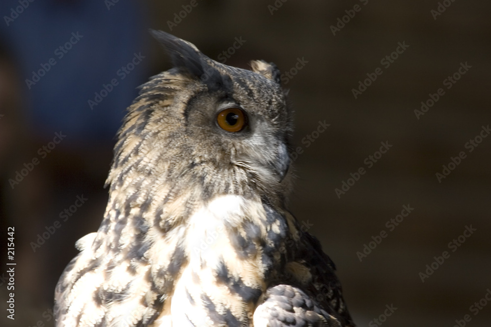 owl owl