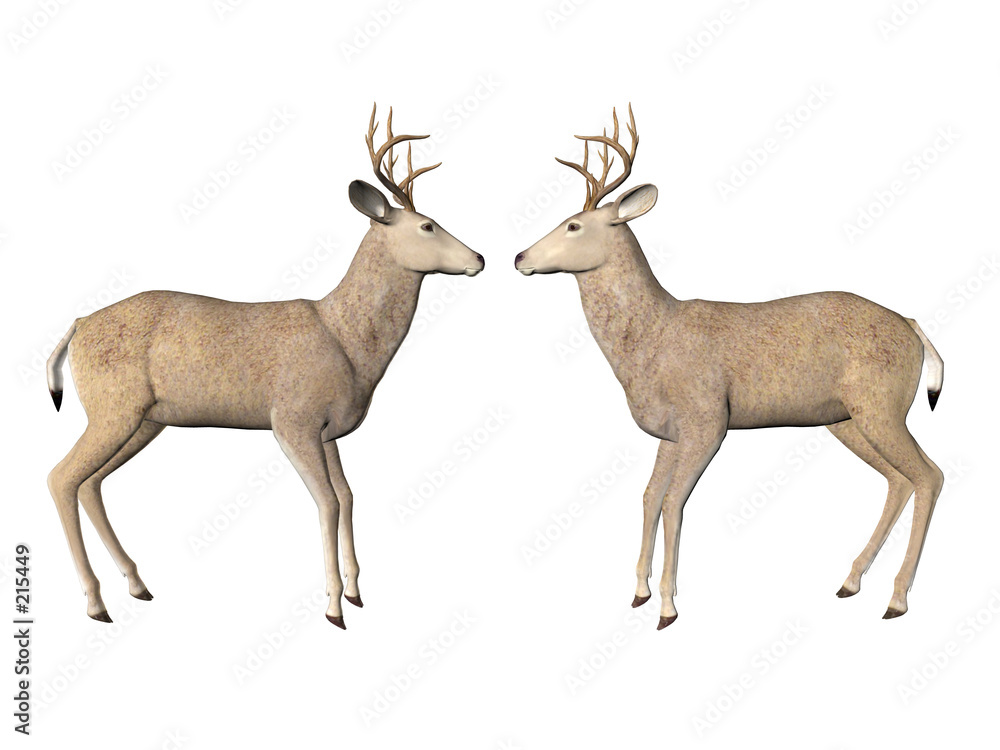 Fototapeta premium deer pair