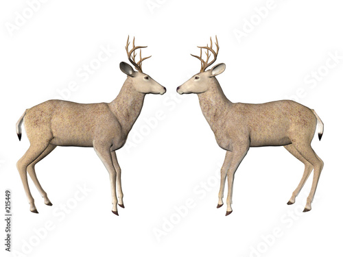 Wallpaper Mural deer pair Torontodigital.ca