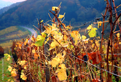 vignoble photo