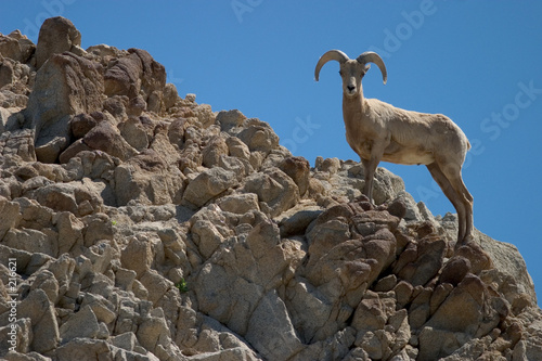 bighorn sheep