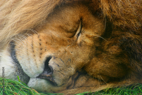 sleeping giant