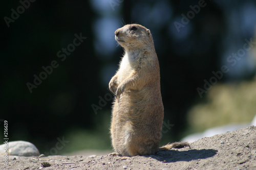 lone prairie dog