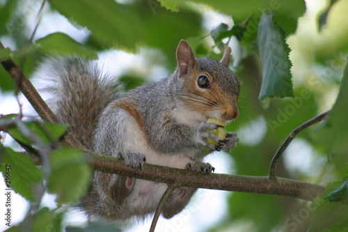 snacking squirrel