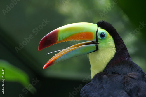 toucan profile © IamCDN