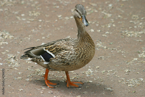 duck