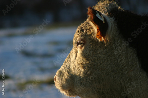 hereford profile