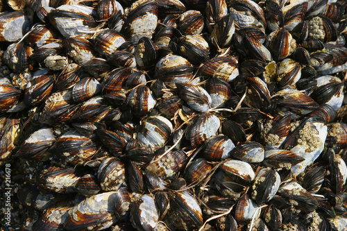 seashell background