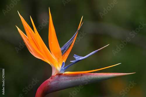 bird of paradise
