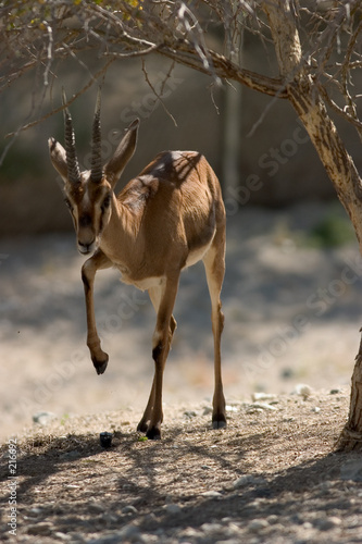 cuvier's gazelle