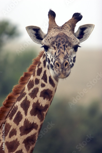 Fototapeta Naklejka Na Ścianę i Meble -  curious giraffe