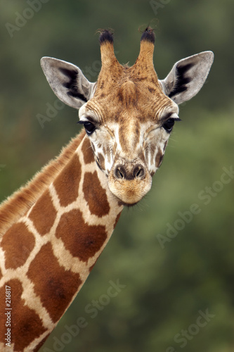 giraffe stare