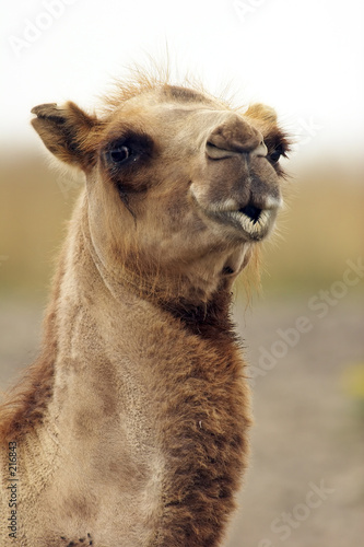 the kissing camel closeup © Brad Thompson