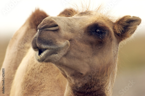 eye level with a camel © Brad Thompson