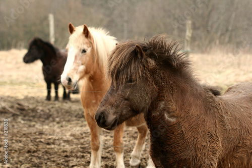 danish horses