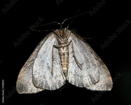papillon  de nuit photo