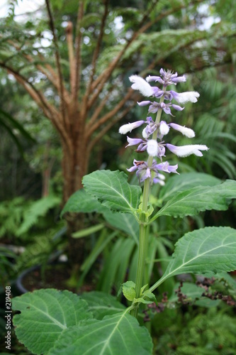salvia divinorum