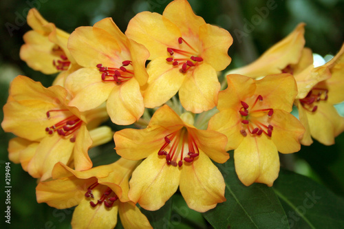 Fototapeta Naklejka Na Ścianę i Meble -  yellow tropical flower.