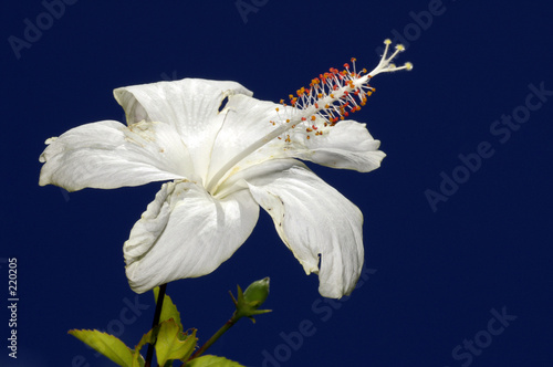 fleur d'hibiscus de face
