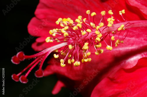 fleur d'hibiscus rouge vue de 3/4 photo