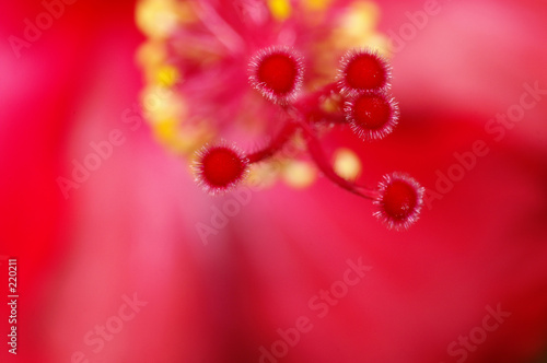 fleur d'hibiscus (détail)
