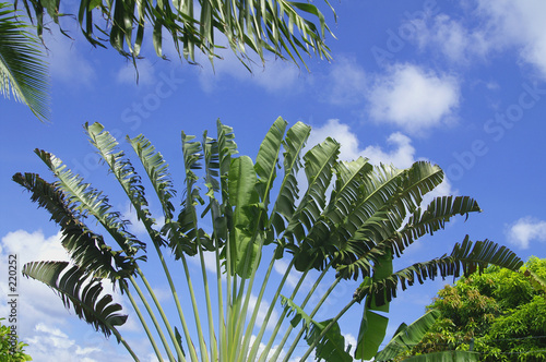 composition tropicale