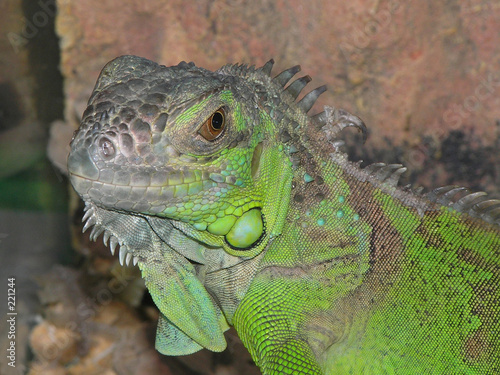 smile of lizard