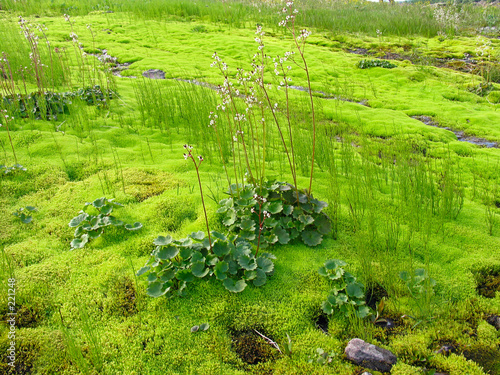 mossy swamp photo