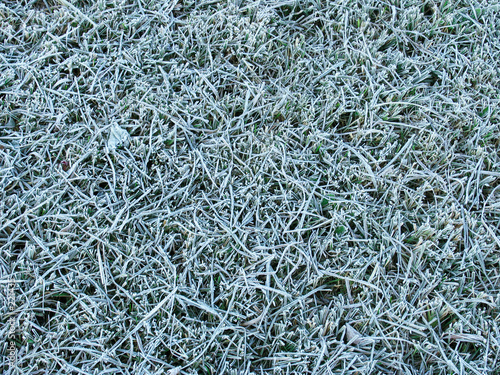 grass under the hoar-frost