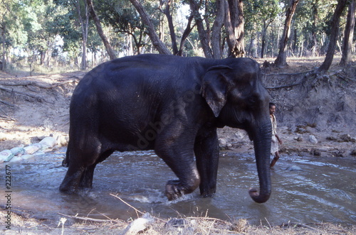 Photos éléphant et son mahout