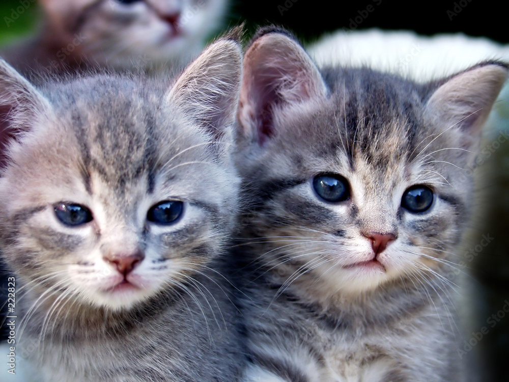 cat cat