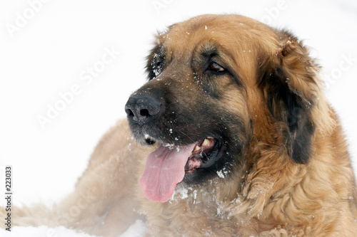 snowflakes on a muzzle of a cheerful dog © OlgaLIS