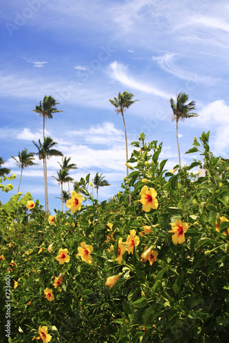 guam garden