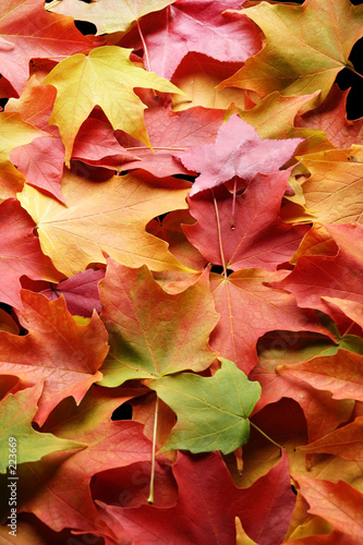 multicolored leaves 3