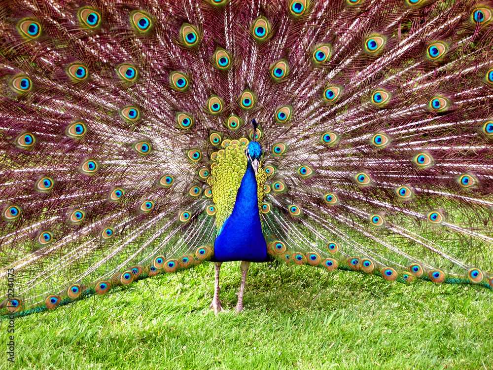 Naklejka premium peacock.