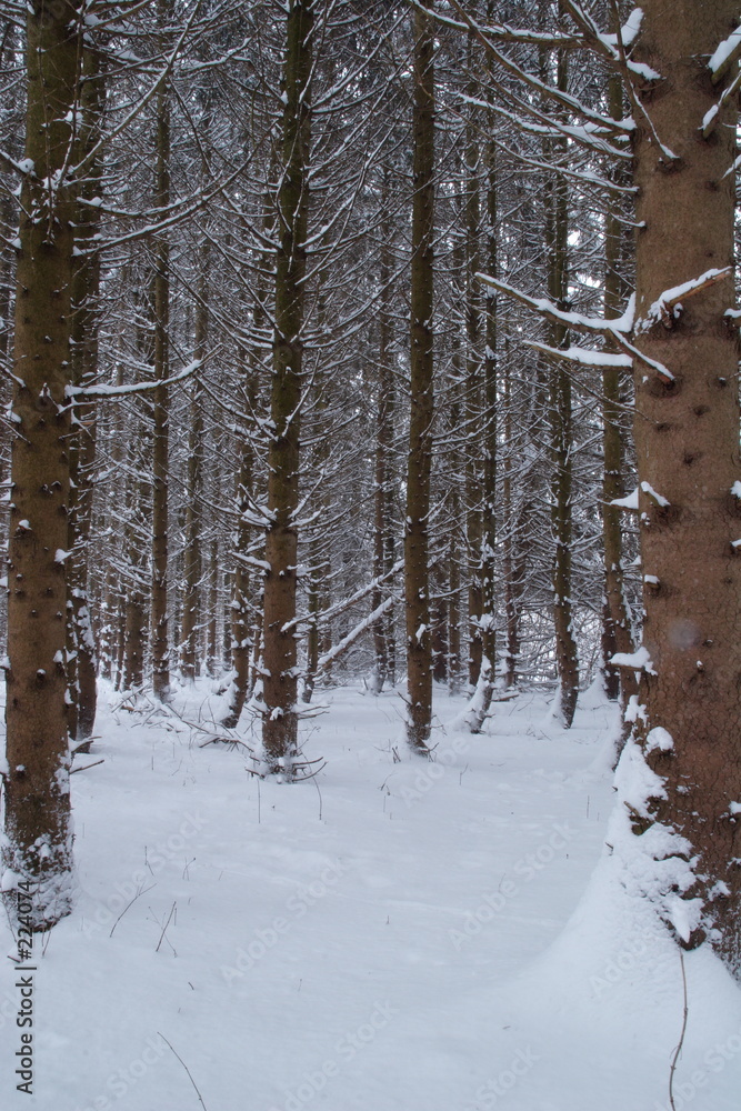 Fototapeta premium fichten