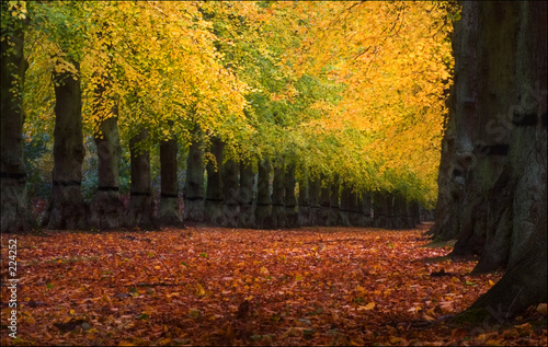 autumn, fall trees in sherwood photo