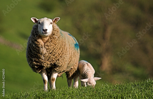ewe and lamb photo