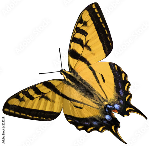 eastern tiger swallowtail ~ isolated objects photo