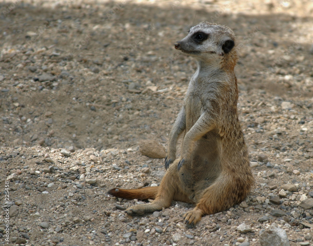 Fototapeta premium observant meerkat