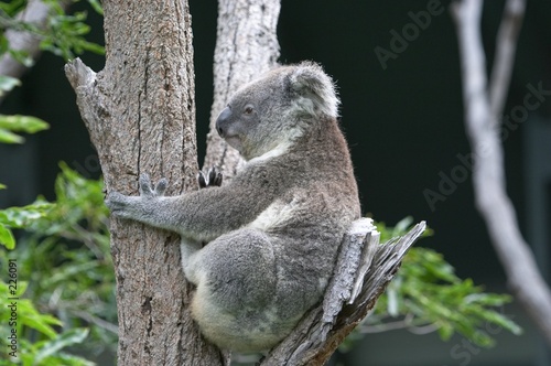 Fototapeta Naklejka Na Ścianę i Meble -  koala in tree