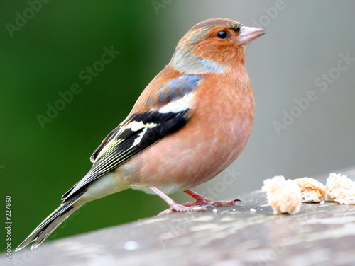 feeding time photo