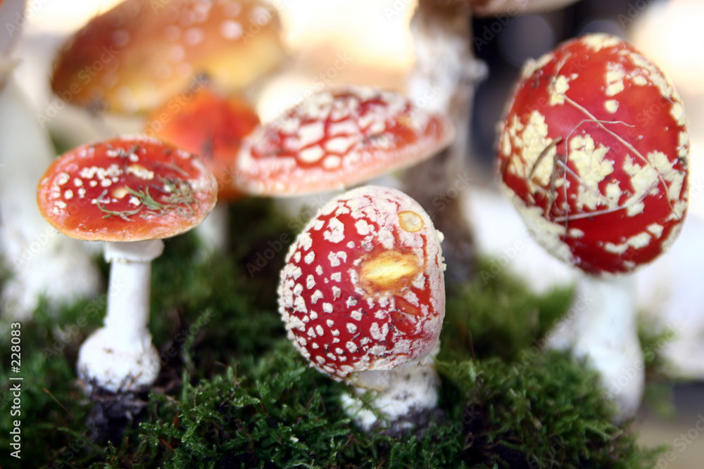 Obraz premium mushrooms