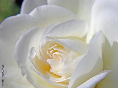 white rose