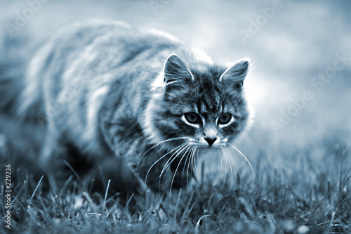 cat in grass