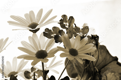 decoration sepia