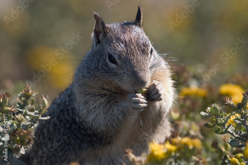 squirrel foraging