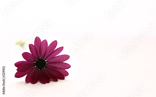 pink flower