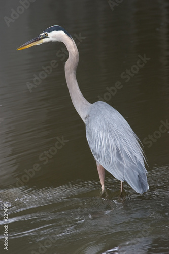great blue heron