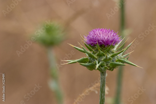 thistle